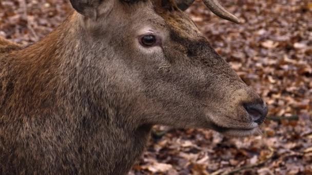 Gros Plan Sur Cerf Rouge — Video