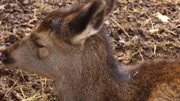  Gros plan sur le cerf rouge