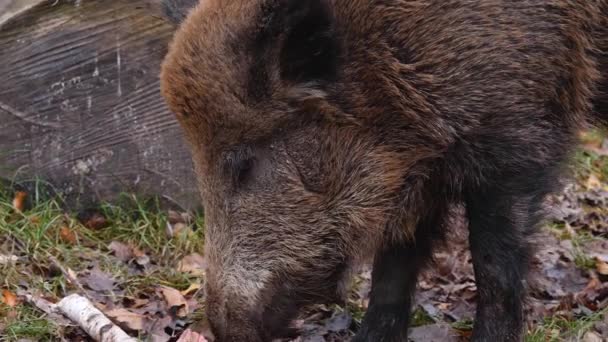 Sluiten Van Wild Zwijn Varken — Stockvideo