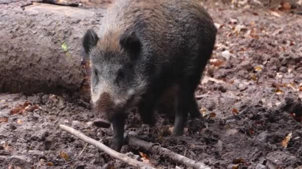 イノシシ豚のクローズアップ — ストック動画