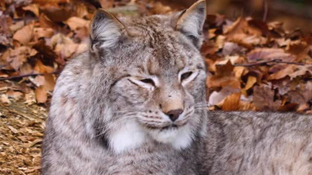 Close Lynx Cat — Stock Video