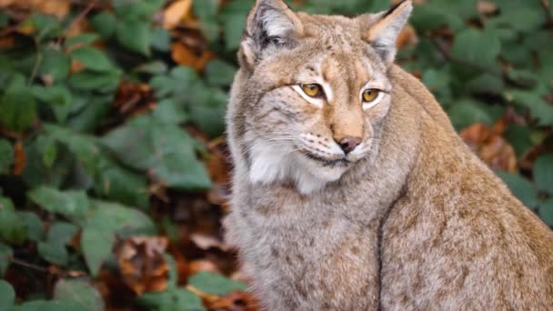 Sluiten Van Lynx Kat — Stockvideo