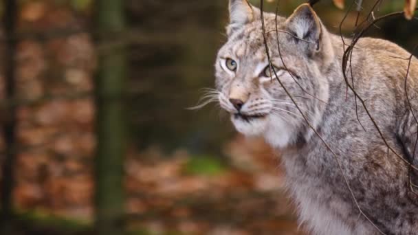 Close Lynx Cat — Stock Video