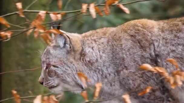 Sluiten Van Lynx Kat — Stockvideo