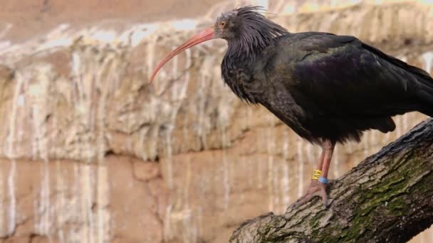 Primer Plano Del Ibis Calvo Del Norte — Vídeo de stock