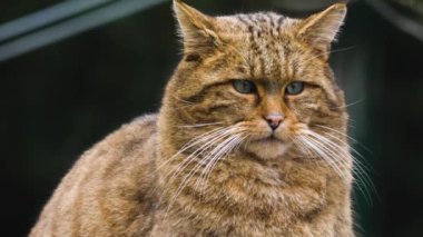 Avrupa vahşi kedisine yaklaş