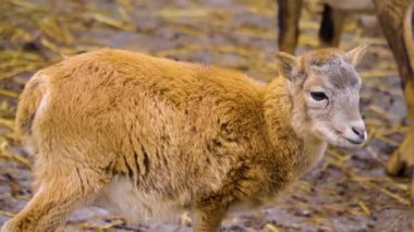 Dişi koyunlara yaklaş.