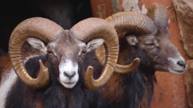 Erkek koyunlara yaklaş.