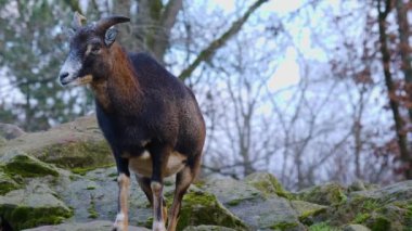 Mouflon 'a yaklaş, Ram.