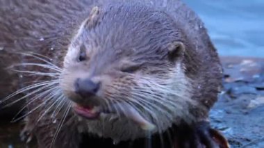 Bir kayanın üzerindeki su samurunun yakınına.