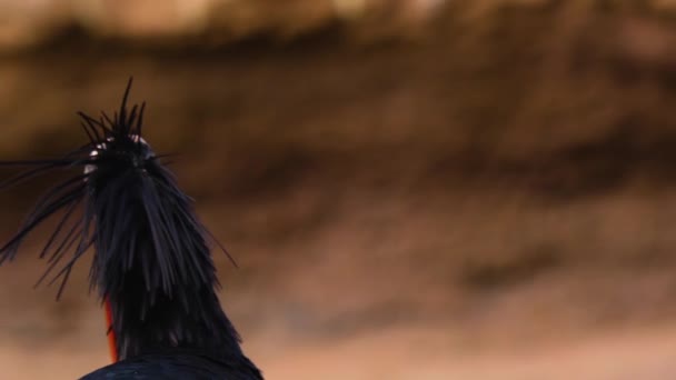 Κοντινό Πλάνο Του Βόρειου Φαλακρού Ibis — Αρχείο Βίντεο