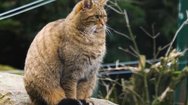 Close European Wildcat — Stock video