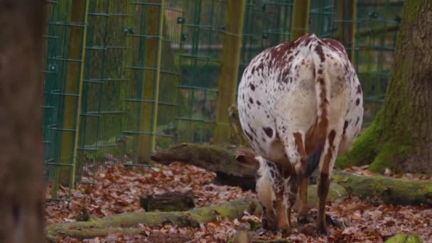 Крупним Планом Zebu Корова — стокове відео