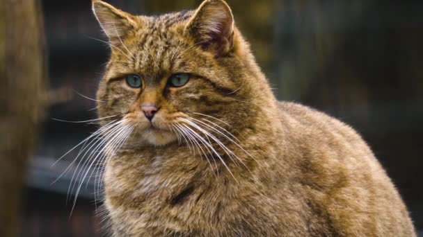 Close European Wildcat — Stock video