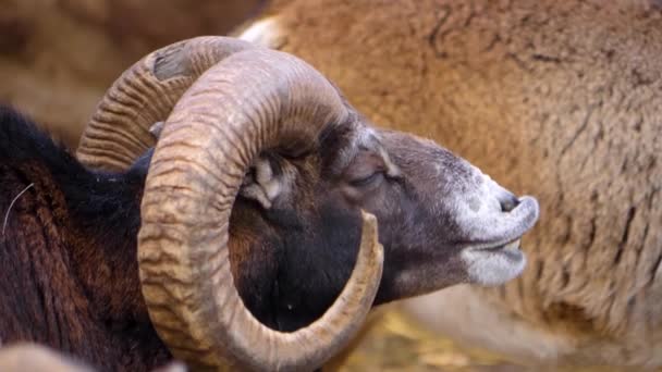 Close Male Mouflon Sheep — Stock Video