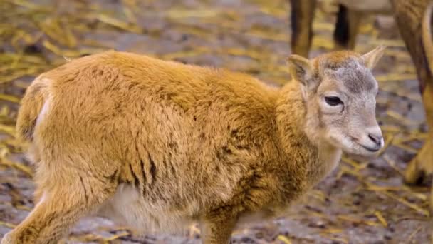 Close Fêmea Mouflon Ovelhas — Vídeo de Stock