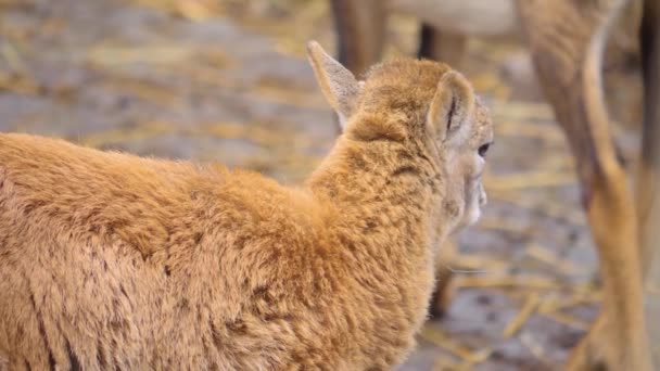 Κοντινό Πλάνο Των Θηλυκών Προβάτων Mouflon — Αρχείο Βίντεο