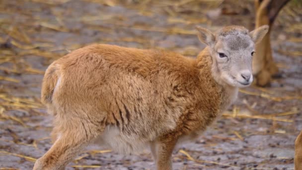 Close Van Vrouwelijke Mouflon Schapen — Stockvideo