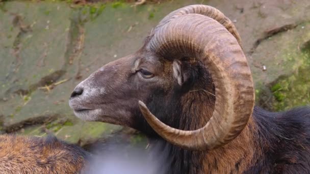 Close Male Mouflon Sheep — Stock Video