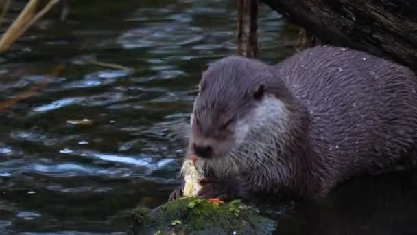 Close River Otter Rock — Stock Video