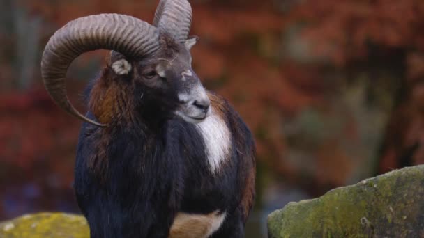 Close Macho Mouflon Ovelhas — Vídeo de Stock