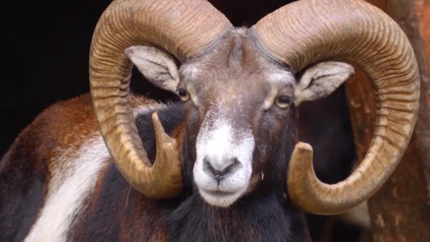 Close Van Mannelijke Mouflon Schapen — Stockvideo