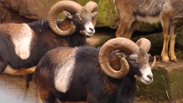 Close Van Mannelijke Mouflon Schapen — Stockvideo