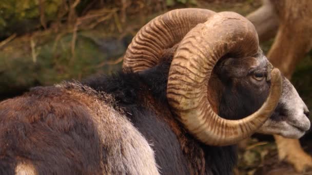 Close Van Mannelijke Mouflon Schapen — Stockvideo