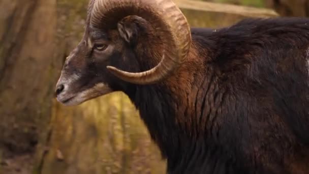 Close Male Mouflon Sheep — Stock Video