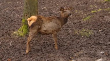 Ormanda duran geyik ve dişi geyikten uzakta.