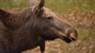 Geyikten uzaklaşın