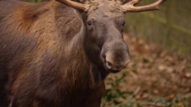 Geyikten uzaklaşın