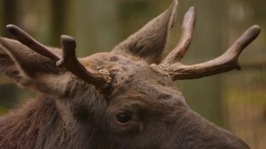 Geyikten uzaklaşın