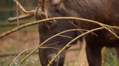 Geyikten uzaklaşın
