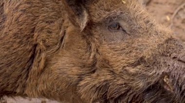 Yaban domuzu yakın mesafede 