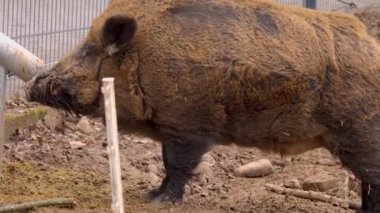 Yaban domuzu yakın mesafede 