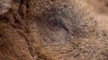 Yaban domuzu yakın mesafede 