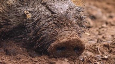 Yaban domuzu yakın mesafede 