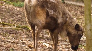 Ren geyiğine yaklaş