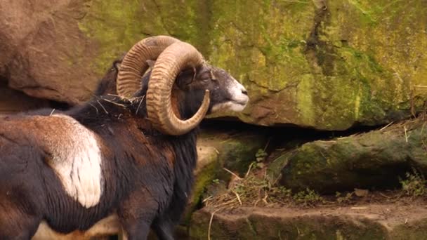 Close Big Horn Mouflon Sheep — Stock Video