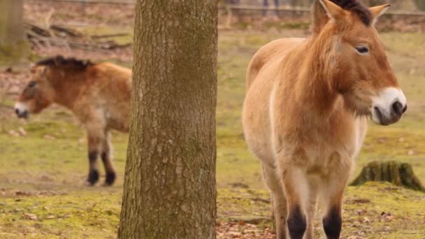 Nahaufnahme Von Przewalskis Pferd — Stockvideo