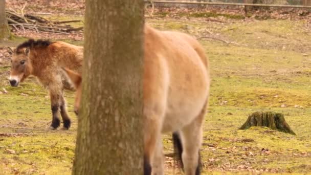 Närbild Przewalskis Häst — Stockvideo