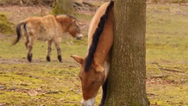 Nahaufnahme Von Przewalskis Pferd — Stockvideo