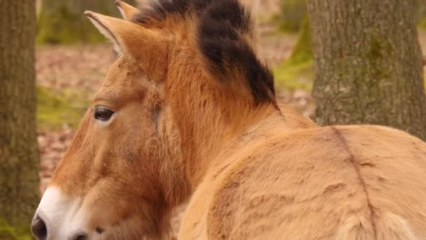 Close Przewalskis Horse — стоковое видео