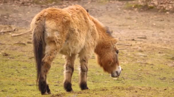 Primer Plano Del Caballo Przewalskis — Vídeos de Stock