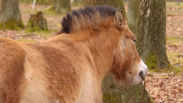 Przewalski Nin Atına Yaklaşın — Stok video