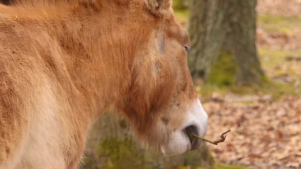 Nahaufnahme Von Przewalskis Pferd — Stockvideo