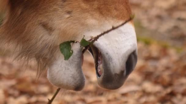 Primer Plano Del Caballo Przewalskis — Vídeo de stock