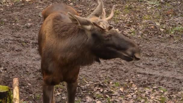 Närbild Från Älg — Stockvideo