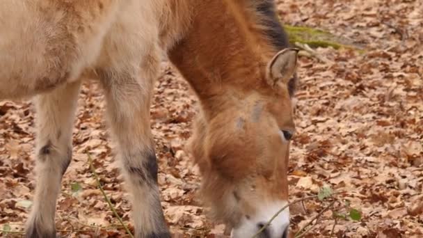 Primo Piano Del Cavallo Przewalskis — Video Stock